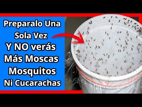 Cómo mantener a raya a los mosquitos y las moscas en tu hogar