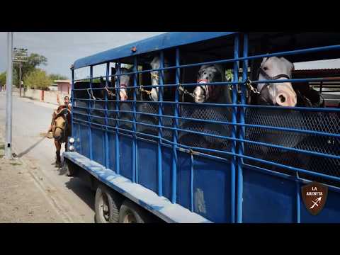 Los encantadores camiones de caballos: una mirada nostálgica al transporte equino