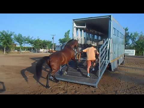 Los mejores camiones para el transporte de caballos: una guía completa