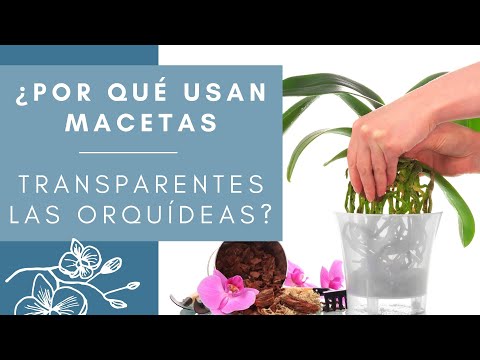 La elegancia de las orquídeas en macetas transparentes: un toque de sofisticación para tu hogar