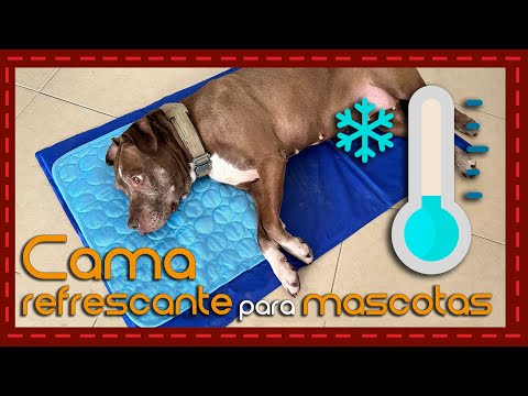 Refresca a tu mascota con el chaleco refrescante para perros: ¡La solución para el calor!